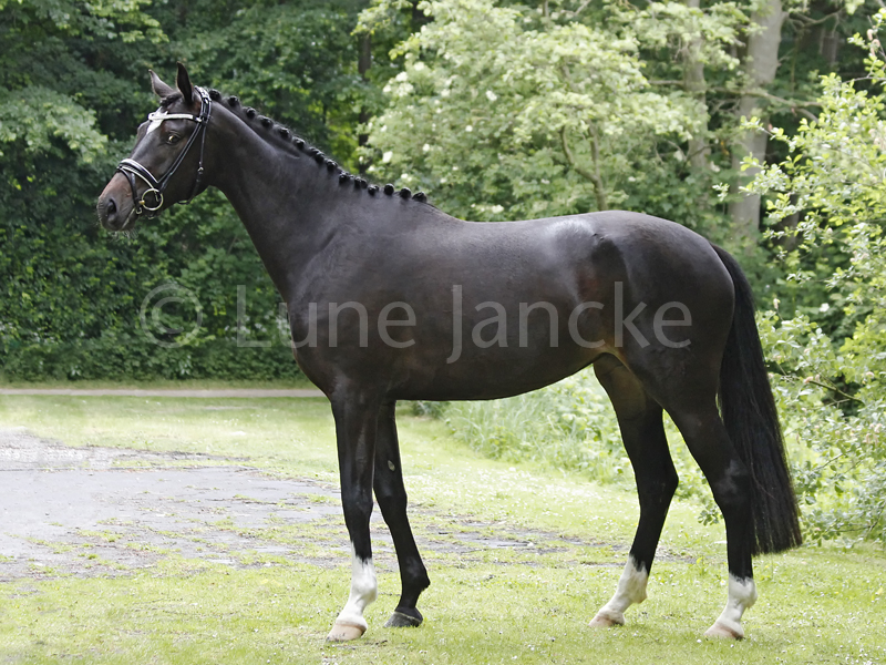 Inselfee Foto © Lune Jancke